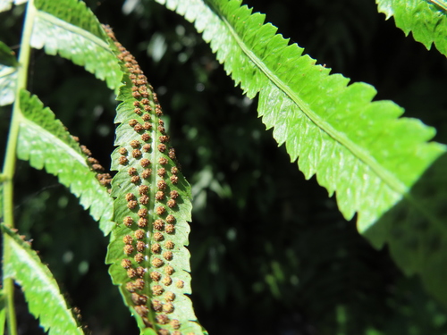 Cyclosorus truncatus (Giant creek fern) — photo