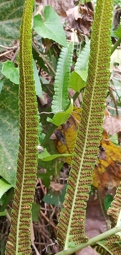 Cyclosorus truncatus