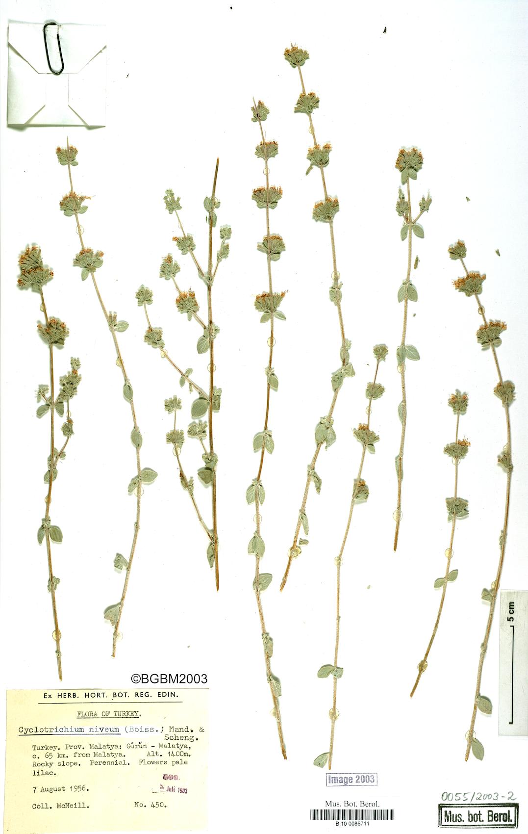 Cyclotrichium niveum