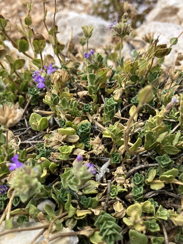 Cyclotrichium origanifolium — photo