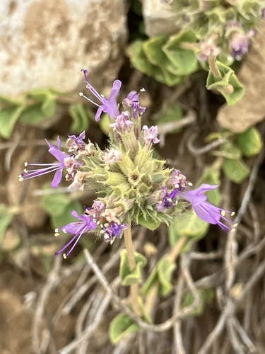 Cyclotrichium origanifolium