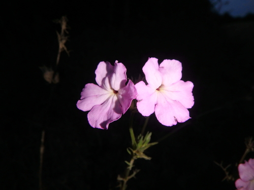 Cycnium tenuisectum — photo