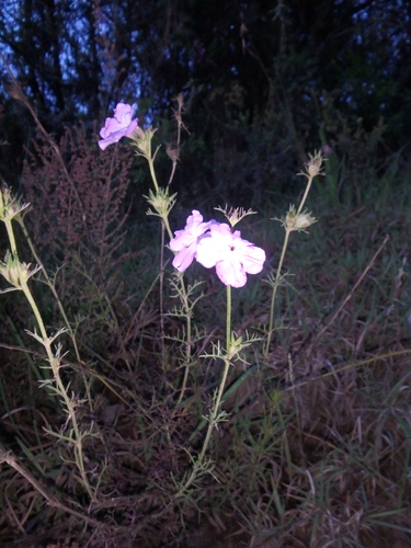 Cycnium tenuisectum
