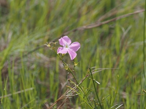 Cycnium tubulosum (Vlei ink-flower) — photo