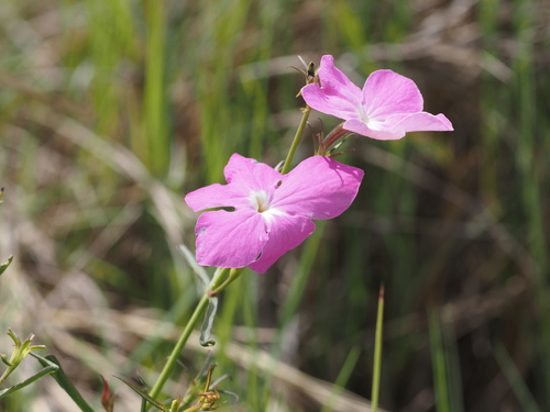 Cycnium tubulosum (Vlei ink-flower) — photo