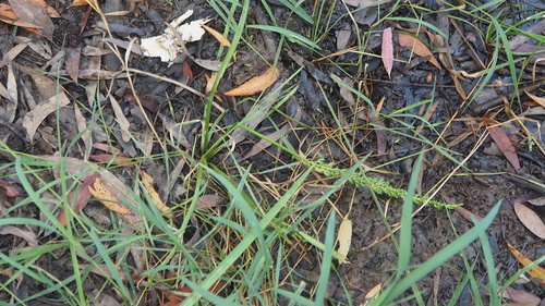 Cycnogeton dubium (Water Ribbon) — photo