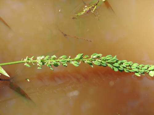 Cycnogeton dubium (Water Ribbon) — photo