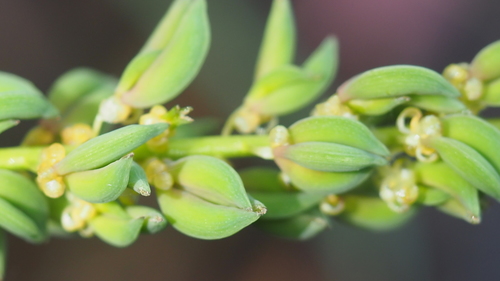 Cycnogeton dubium