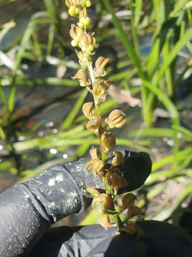 Cycnogeton huegelii — photo