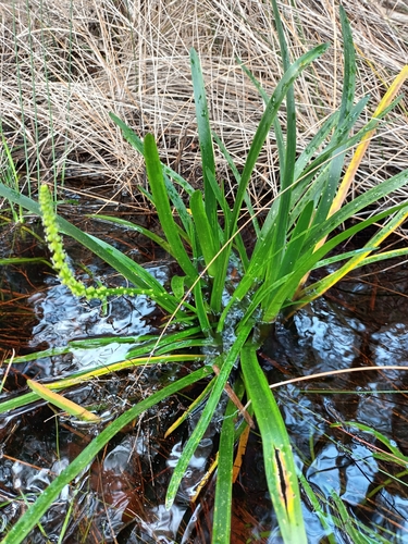 Cycnogeton huegelii