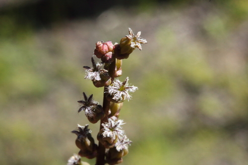 Cycnogeton lineare — photo