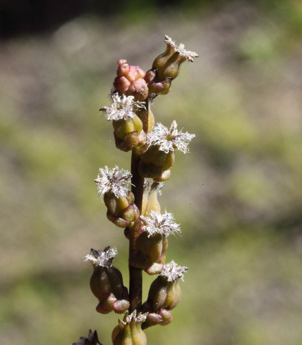 Cycnogeton lineare — photo
