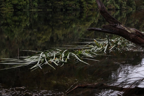 Cycnogeton procerum (Water-ribbon) — photo