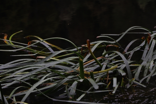 Cycnogeton procerum (Water-ribbon) — photo