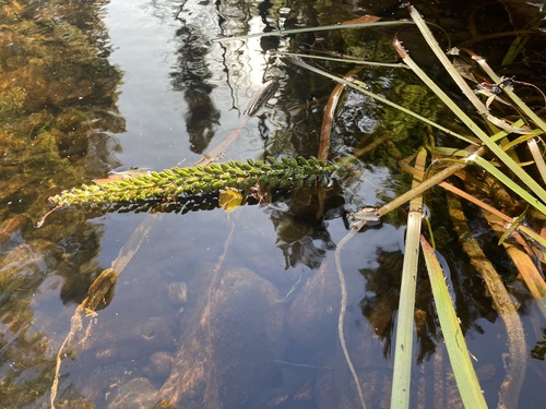 Cycnogeton rheophilum (Flowing water Water ribbon) — photo