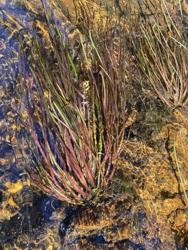 Cycnogeton rheophilum (Flowing water Water ribbon) — photo