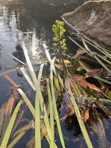 Cycnogeton rheophilum