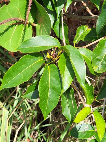Cydista aequinoctialis (Garlic vine) — photo