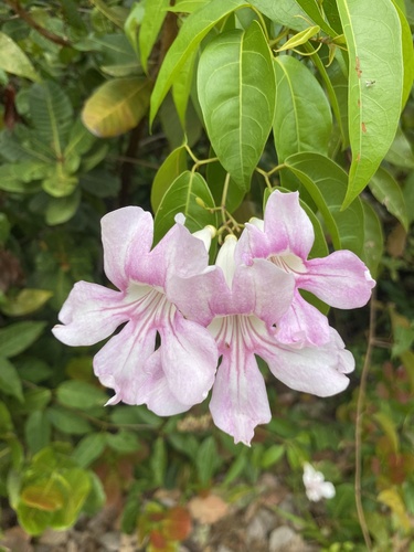 Cydista aequinoctialis (Garlic vine) — photo