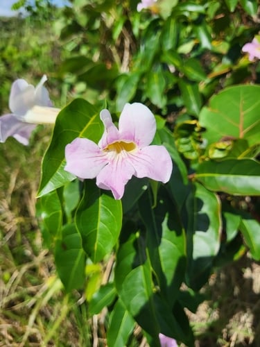 Cydista aequinoctialis