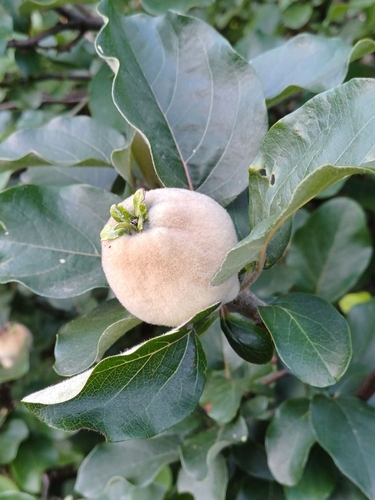 Cydonia oblonga (Common Quince) — photo