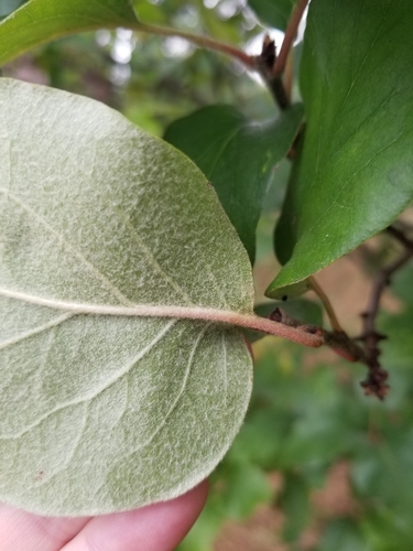 Cydonia oblonga (Common Quince) — photo