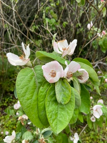 Cydonia oblonga