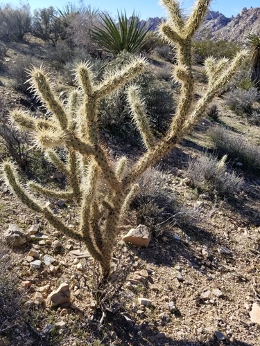 Cylindropuntia acanthocarpa (Buckthorn cholla) — photo