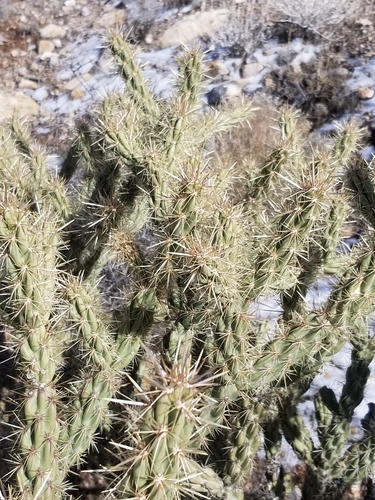 Cylindropuntia acanthocarpa (Buckthorn cholla) — photo