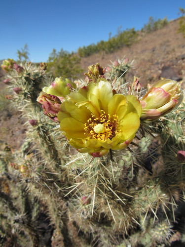 Cylindropuntia acanthocarpa