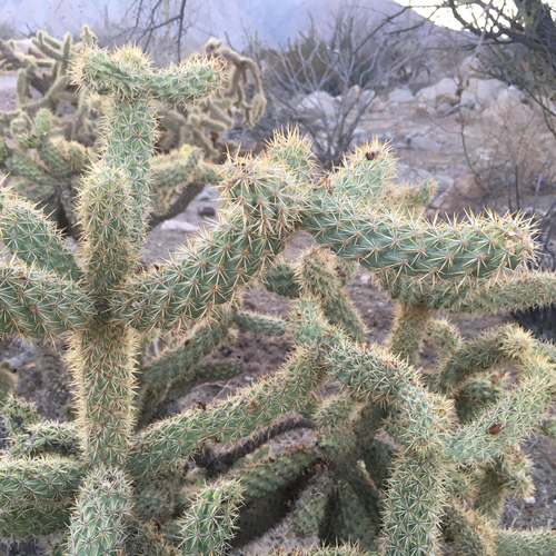 Cylindropuntia alcahes — photo