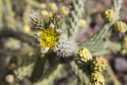 Cylindropuntia alcahes