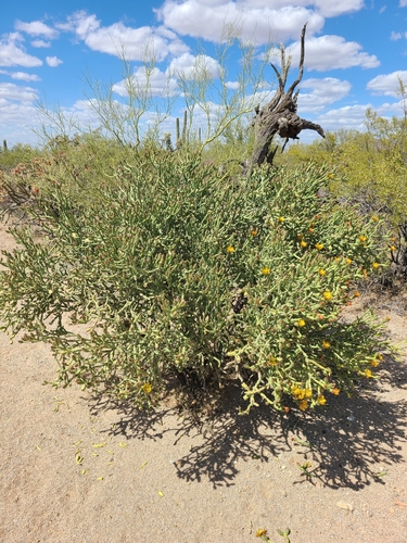 Cylindropuntia arbuscula (Arizona pencil cholla) — photo