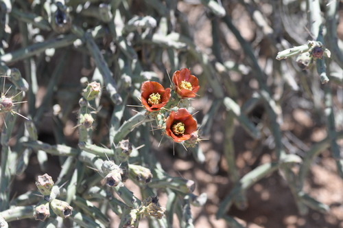 Cylindropuntia arbuscula (Arizona pencil cholla) — photo