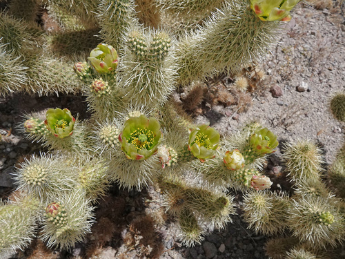 Cylindropuntia bigelovii (Teddy bear cholla) — photo