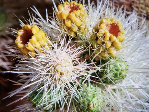 Cylindropuntia bigelovii (Teddy bear cholla) — photo