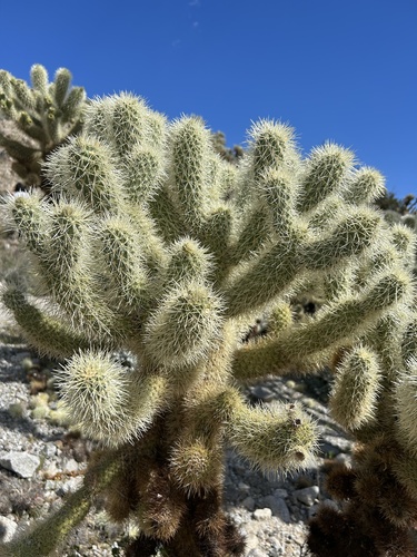 Cylindropuntia bigelovii