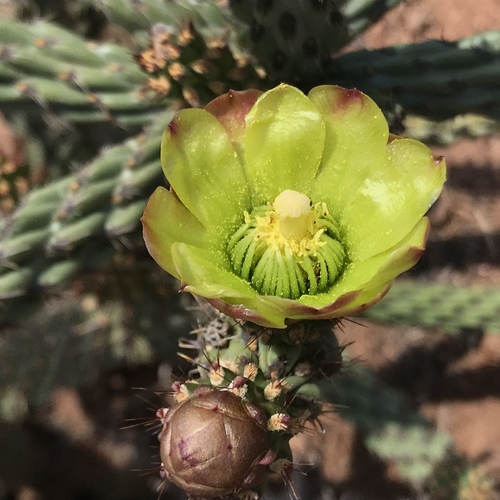 Cylindropuntia californica subsp. parkeri (Brownspined prickly pear) — photo