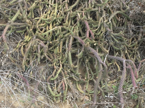 Cylindropuntia californica subsp. parkeri (Brownspined prickly pear) — photo