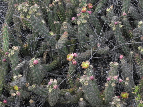 Cylindropuntia californica subsp. parkeri