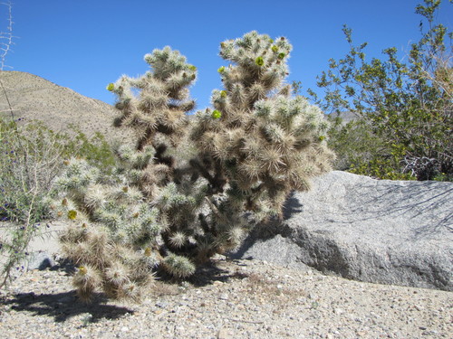 Cylindropuntia echinocarpa (Staghorn cholla) — photo