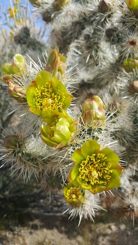 Cylindropuntia echinocarpa (Staghorn cholla) — photo