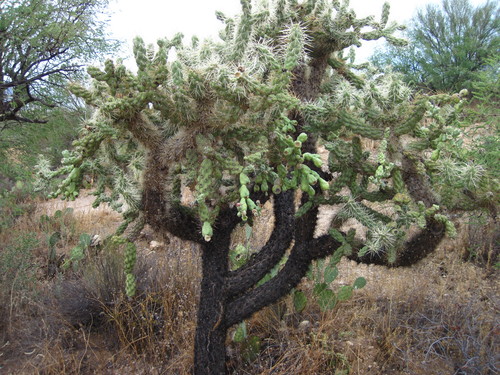 Cylindropuntia fulgida (Jumping cholla) — photo