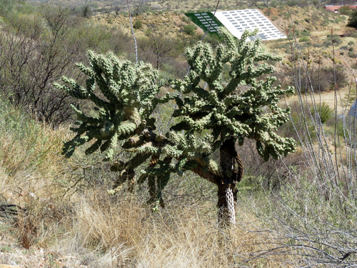 Cylindropuntia fulgida (Jumping cholla) — photo