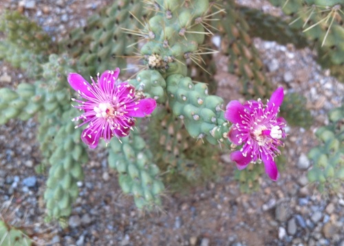 Cylindropuntia fulgida