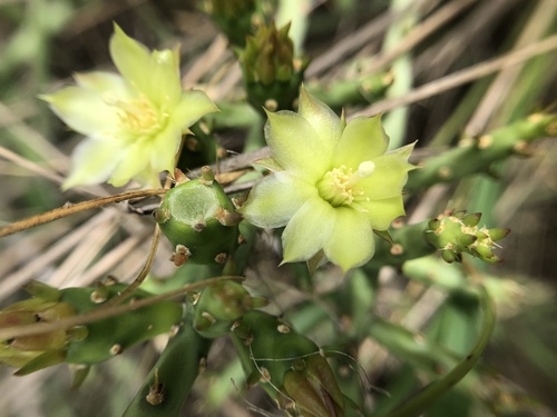 Cylindropuntia leptocaulis (Christmas cactus) — photo