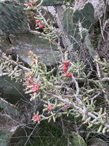 Cylindropuntia leptocaulis (Christmas cactus) — photo