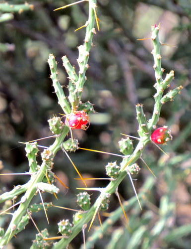 Cylindropuntia leptocaulis