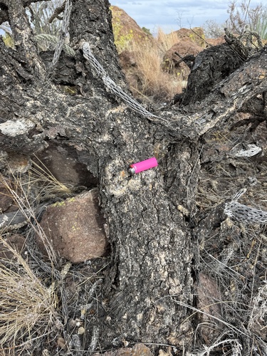 Cylindropuntia spinosior — photo