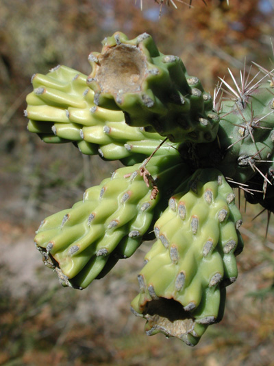 Cylindropuntia spinosior